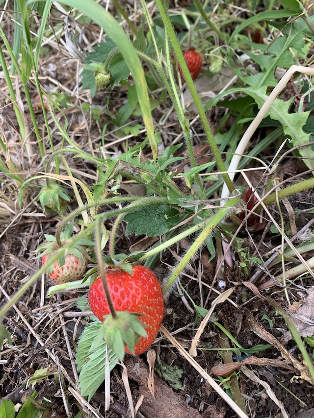 いちご 酵母 春の酵母 いちご を扱うポイントは おすすめのパンもご紹介します 天然酵母パン教室 ぱん蔵 東京 山梨