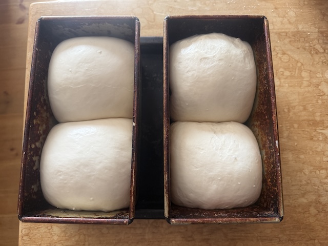 食パン型に入れた生地の比較。左ははるゆたかブレンド、右は春よ恋